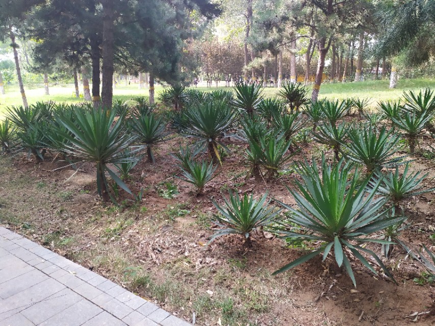 东环公园冬季图片,东环公园景点的介绍