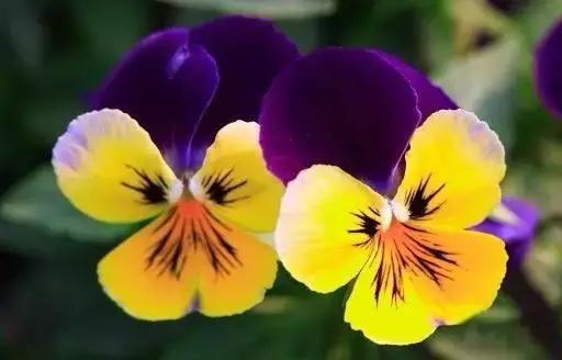 各国国花展示视频,各国国旗国徽国花