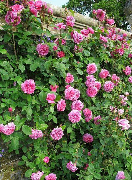 无刺四季开花藤本月季品种有哪些,耐热又耐寒的藤本月季有哪些品种