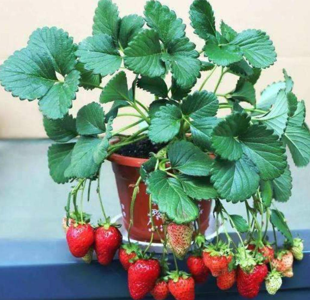 在家养草莓需要什么肥料,新手养草莓小技巧视频大全