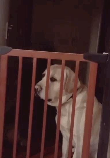 养狗真实感受图片,养狗黑的好还是黄色的好