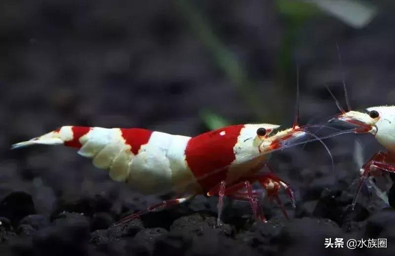 水晶虾怎么来的,水晶虾如何鉴赏