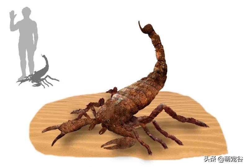 巨型蜈蚣长三米,世界上最长的3米巨型蜈蚣