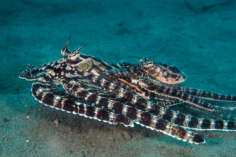 太平洋巨型章鱼为什么产卵后死去 (章鱼产卵后的死亡无法避免吗)