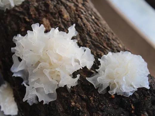 看图识药西药,看图识中药书籍