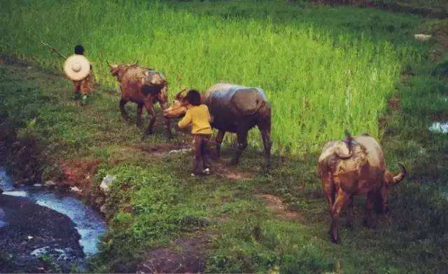 农村里的奇怪事情,让人不忍直视的农村习俗