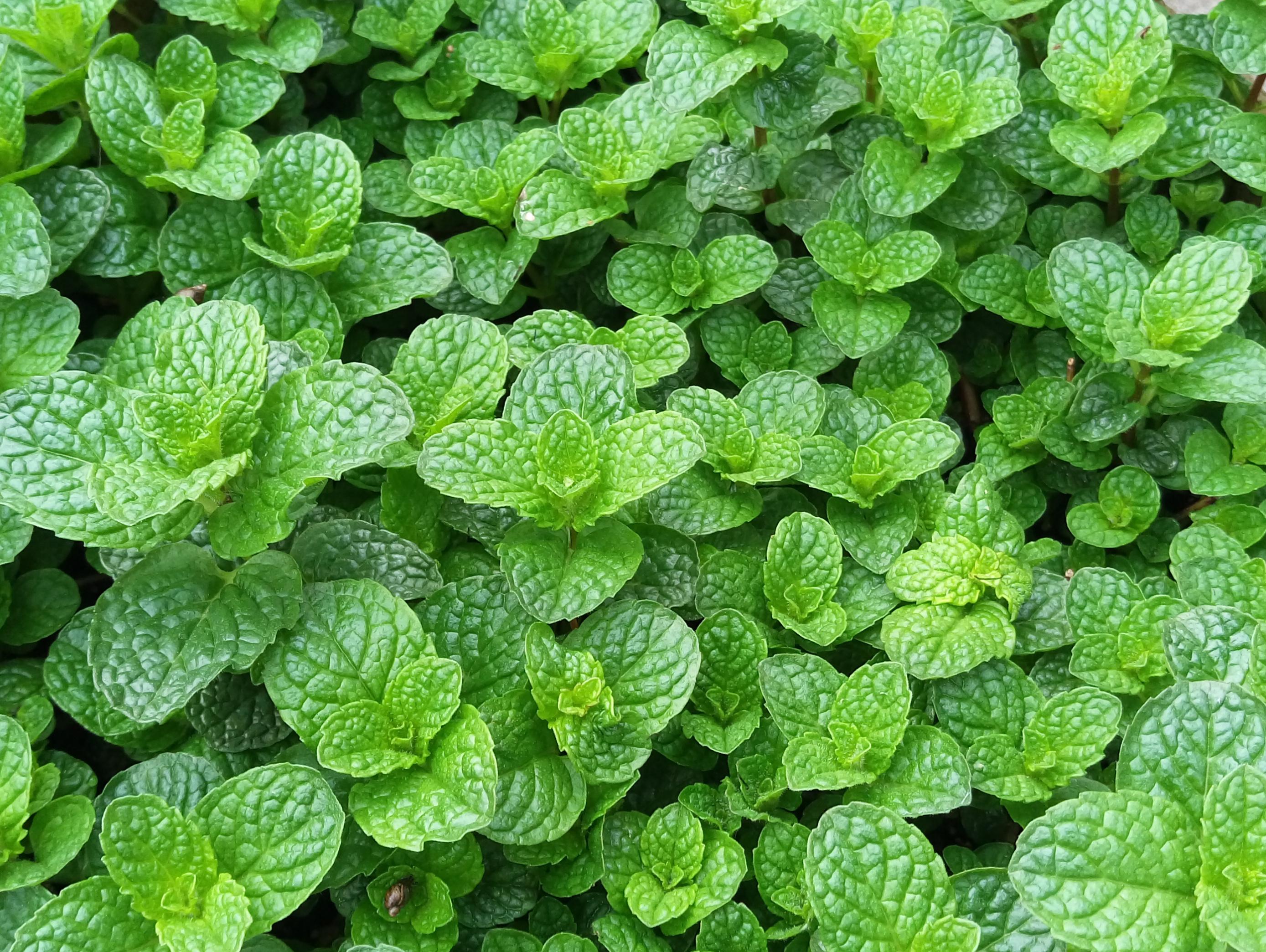 吸甲醛净化空气的绿植有哪些,可以吸甲醛净化空气的绿植