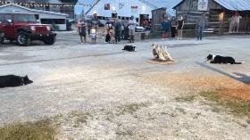 边牧赶鸭子,为什么赶鸭子都是边牧