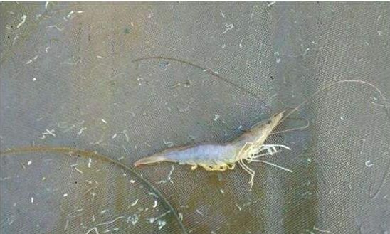 南美白对虾出现白便怎么治,南美白对虾拉灰便最佳处理方案