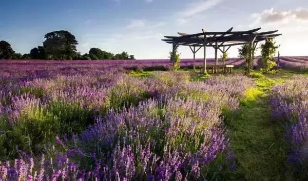 美翻了无锡这个紫色花海,美翻诸城这片花海刷爆整个朋友圈