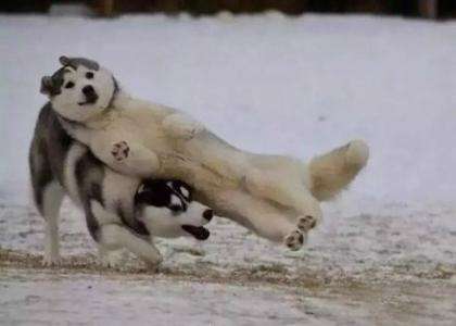 哈士奇缺点和优点,不喜欢梳毛的哈士奇