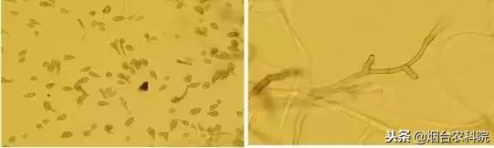 番茄烂果专用药,番茄烂用什么药