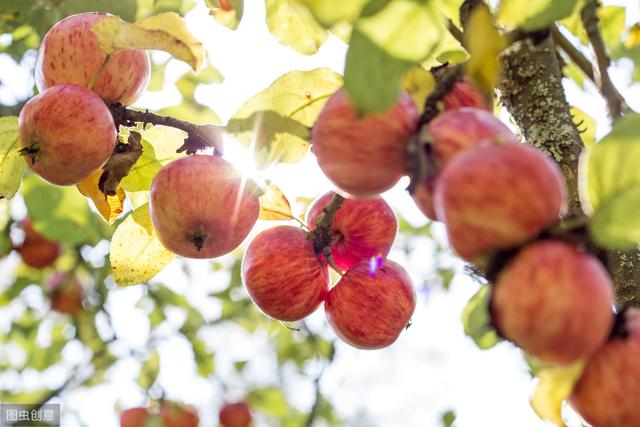 苹果病虫害的防治原则,苹果病虫害防治最新