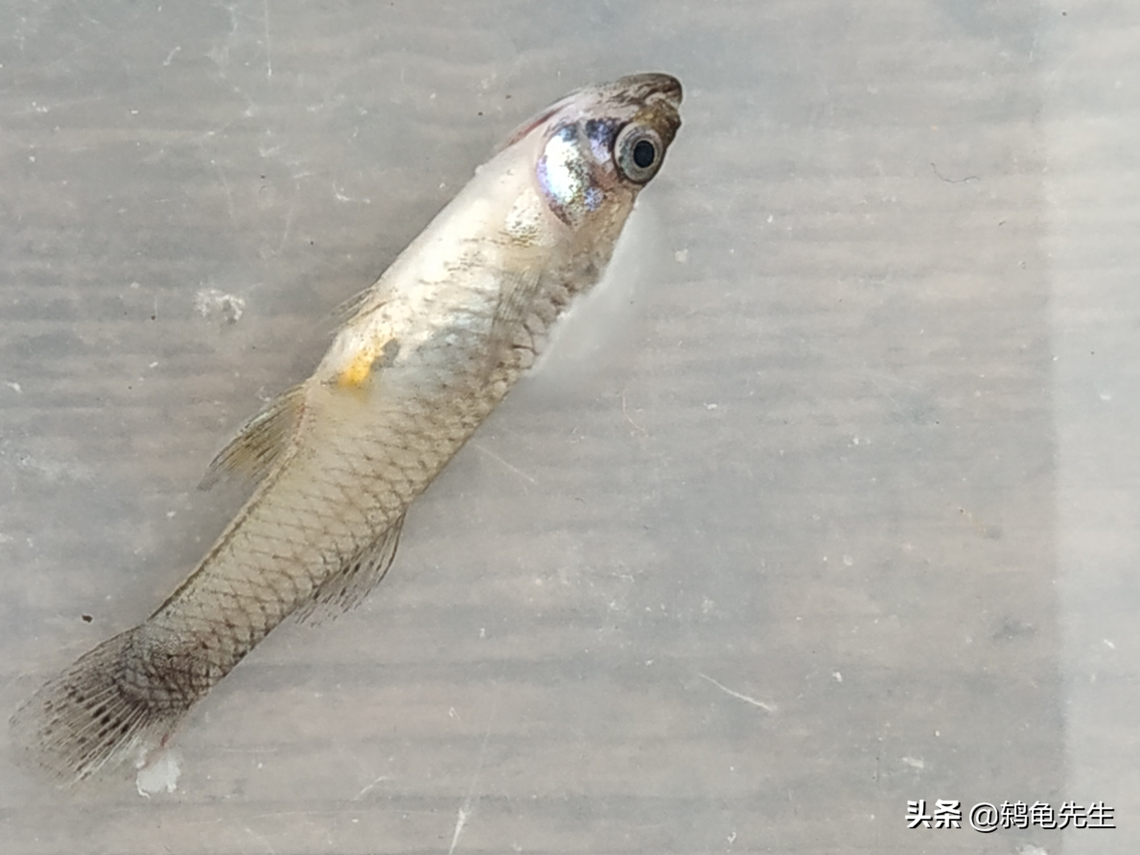 观赏鱼水霉病真菌感染怎么治疗,观赏鱼感染水霉