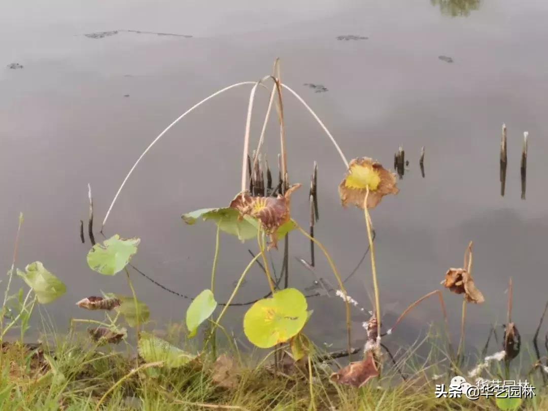 白露的诗句露从今夜白,白露至凉风起且看露从今夜白