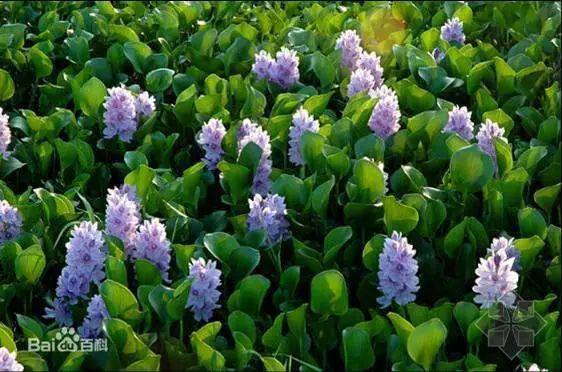 筑牢国门生物安全防线,国门生物安全当好国门卫士