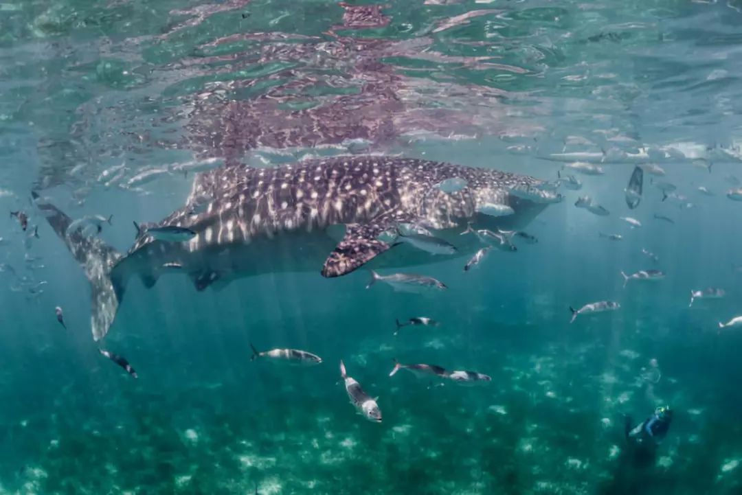 走过很多地方的诗句,走过很多地方原唱