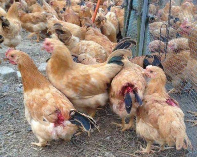 鸡啄癖怎么解决,鸡的啄肛癖怎么治