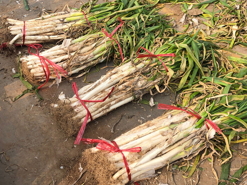 冬天大葱保存方法家常做法,冬天楼房保存大葱的好方法是什么