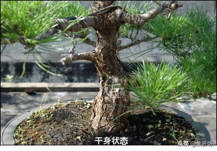 黑松盆景造型实例图解 (小型黑松造型盆景)