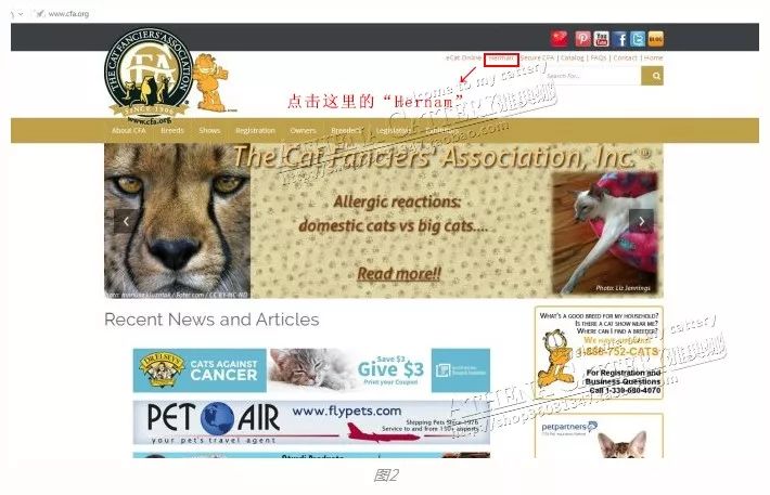 猫咪cfa血统证书含金量高么,猫咪要选有血统证书的吗