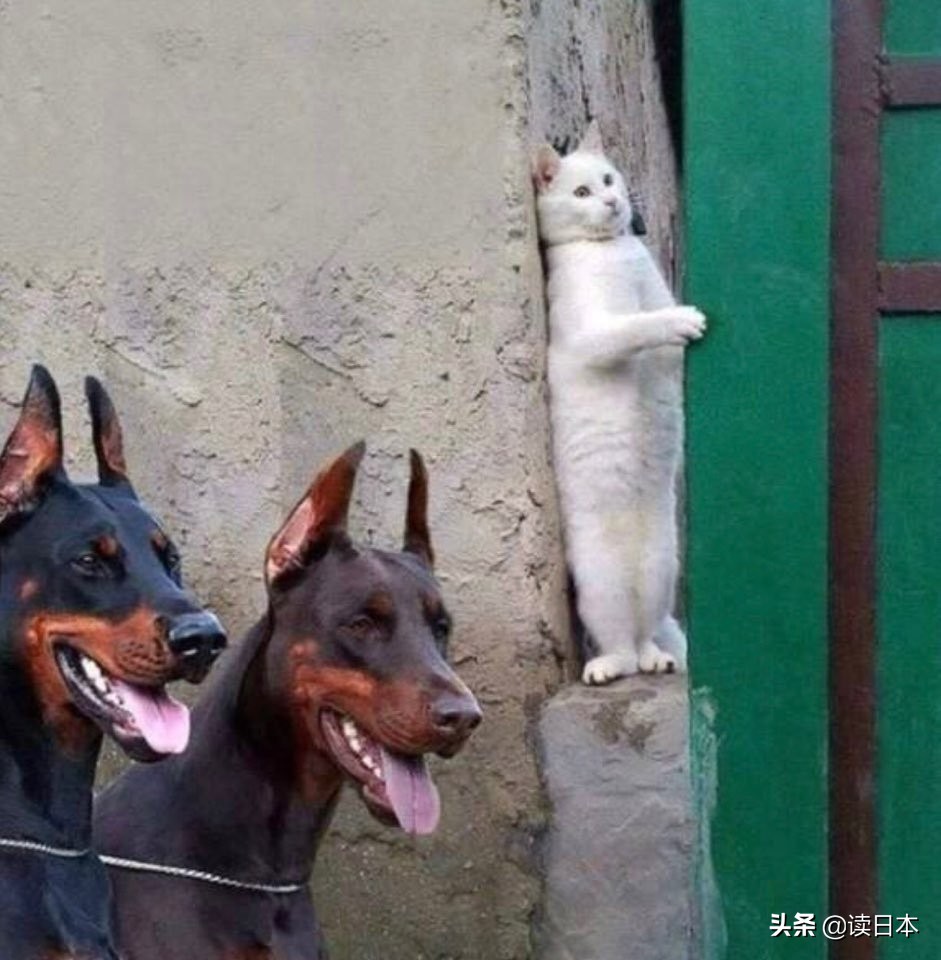 沙雕手办日本小哥,日本沙雕手办小哥