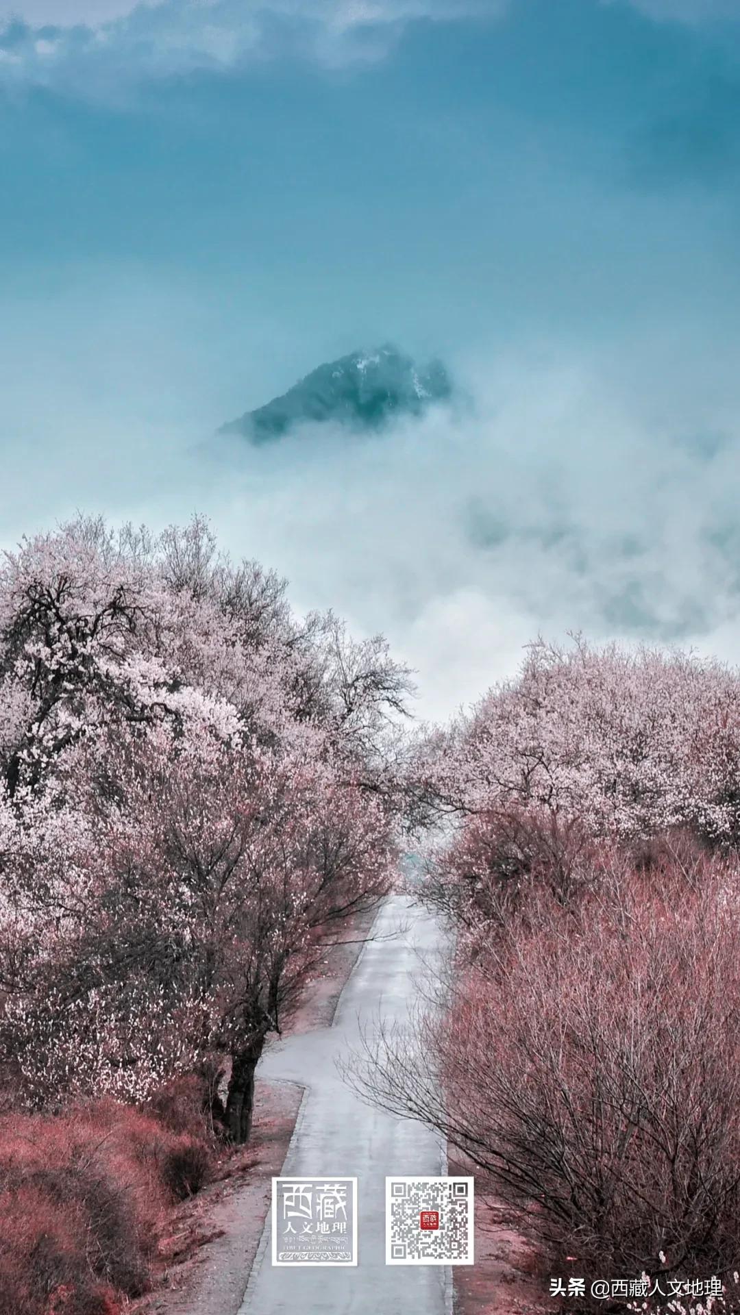 又仙气又美丽的壁纸,适合春日的绝美壁纸