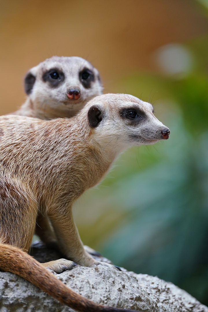 索尼fe50mmf2.5gm测评,索尼fe24f1.4gm大师镜头评测