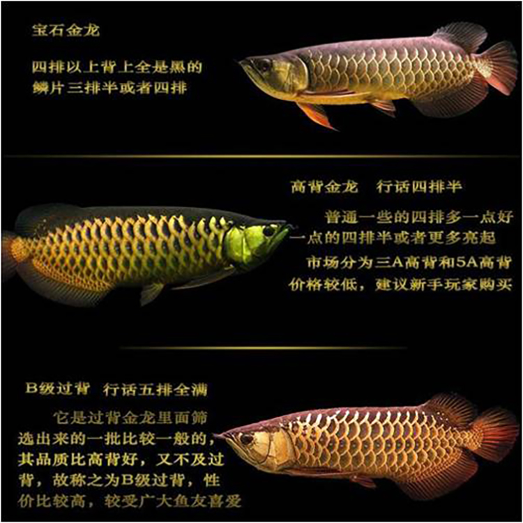 龙鱼幼鱼期怎么分辨金龙还是红龙,20公分龙鱼怎么区分金龙红龙