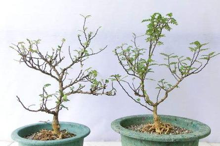 还在为胡椒木盆景秃顶烦恼?只要掌握这五点,一年四季清香四溢