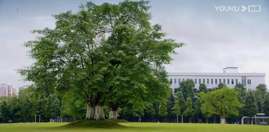 花式“虐狗”！热播剧《全世界最好的你》竟然来清水河畔“打卡”！“清水寺”的学霸们，宅家请淡定！