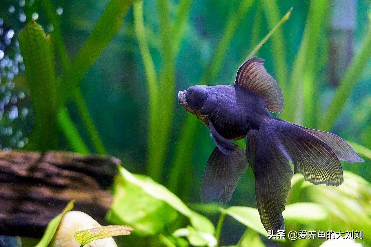 狮子头金鱼失鳔的原因及治疗方法,泰狮金鱼失鳔的治疗方法