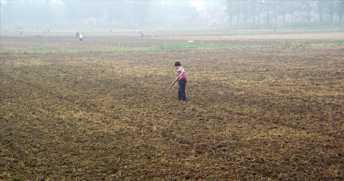 水稻种植户杨良金,杨良金有机大米