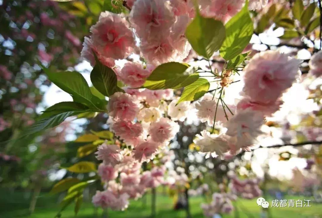宜居新成都,住在青白江!这里的安逸超乎你想象