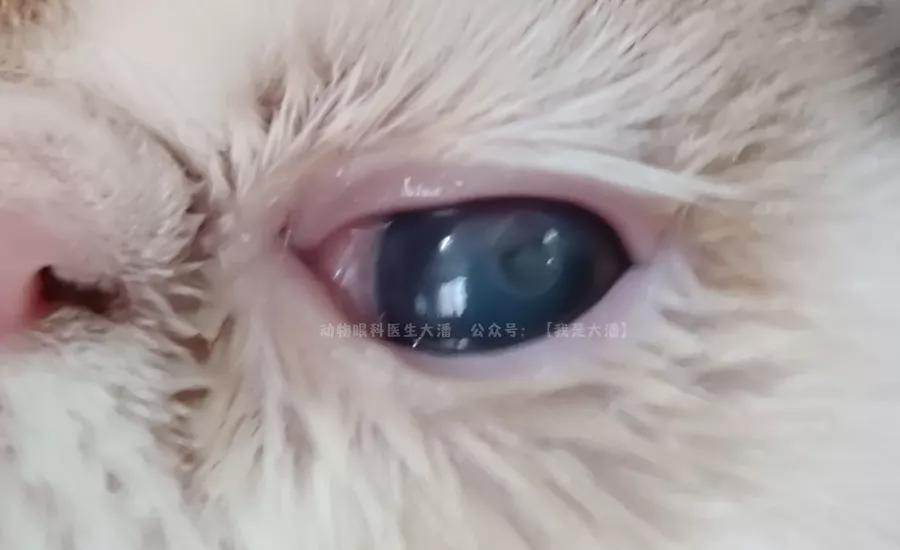 加菲猫角膜溃疡，眼睛有凹陷的治疗