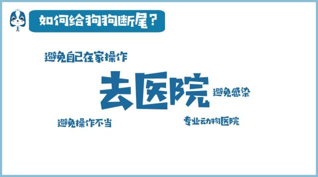 为什么狗狗没尾巴,为什么狗狗会断尾