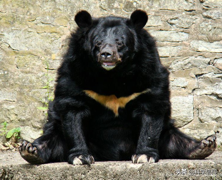 遇到熊如何自救,遇到熊如何保命装死有用吗