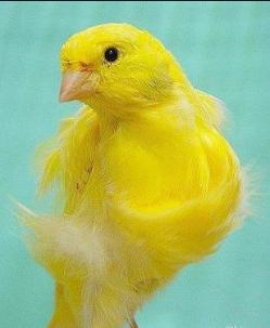 金丝燕科普视频,金丝雀芙蓉鸟品种鉴别图