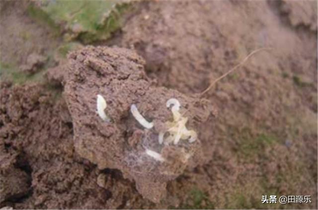 种植韭菜之前防治韭蛆的好方法,韭蛆病虫害防治方案