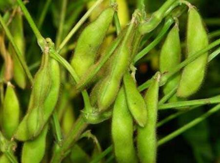 大豆振兴工作思路,振兴大豆正宗配方