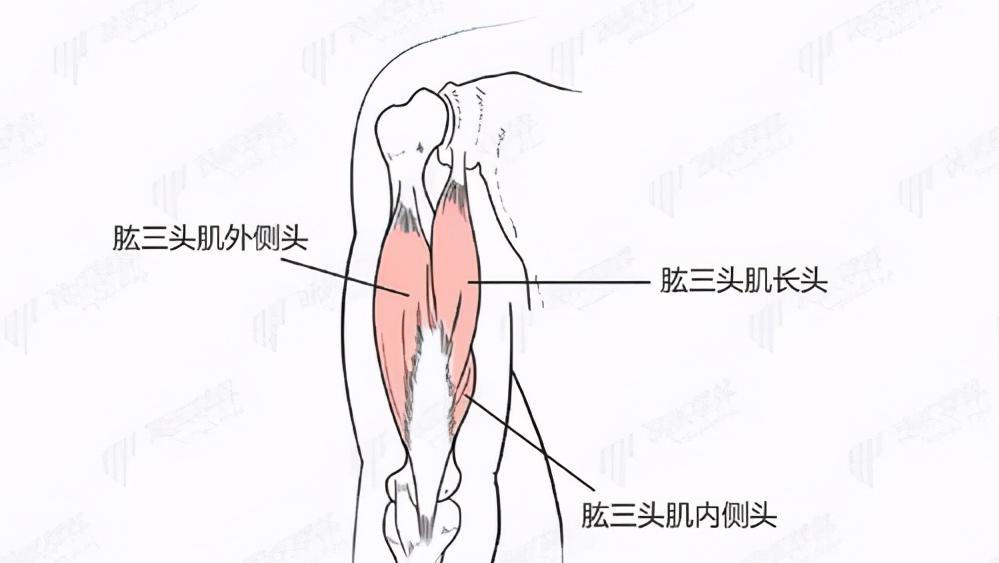 针灸学太白在哪条经脉,再看针灸学之经脉篇