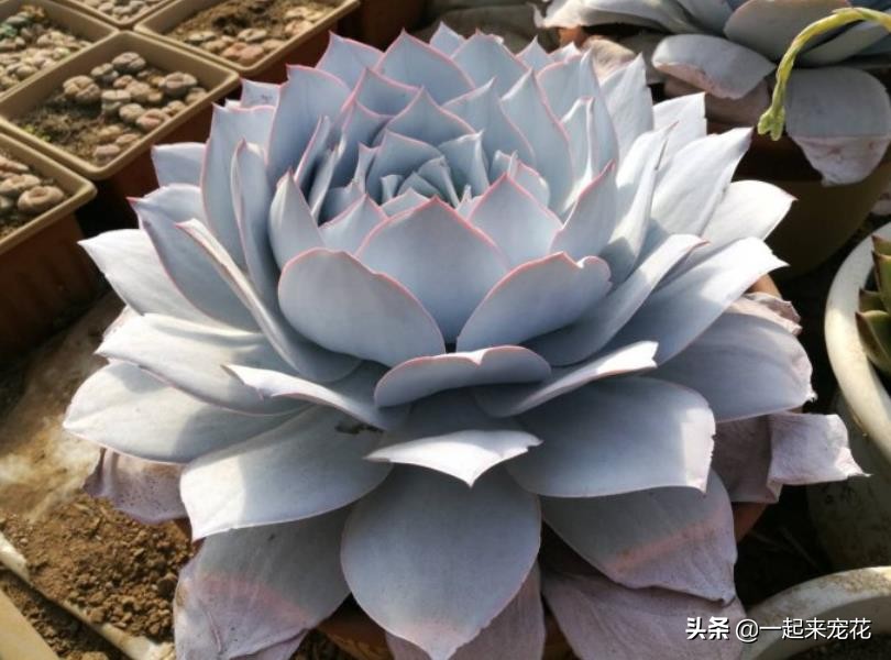 夏天刚收到的广寒宫怎么养,广寒宫夏季好养吗