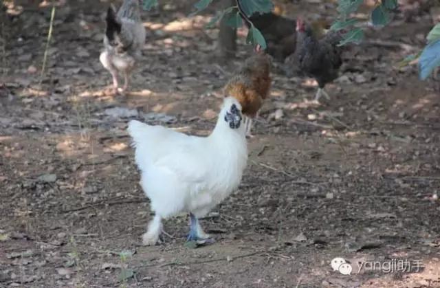 怎么样才能知道土鸡是什么样的,如何知道土鸡缺少什么营养