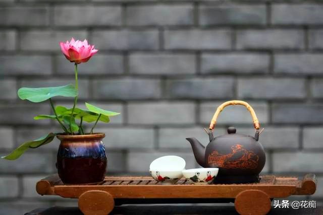 碗莲种藕一盆种两棵,种碗莲种藕全过程