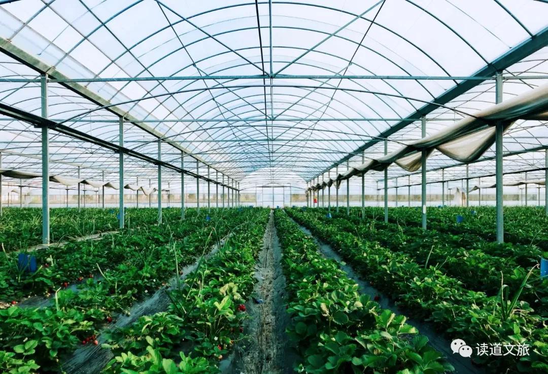 草莓小镇冬季去哪玩,草莓小镇中国园