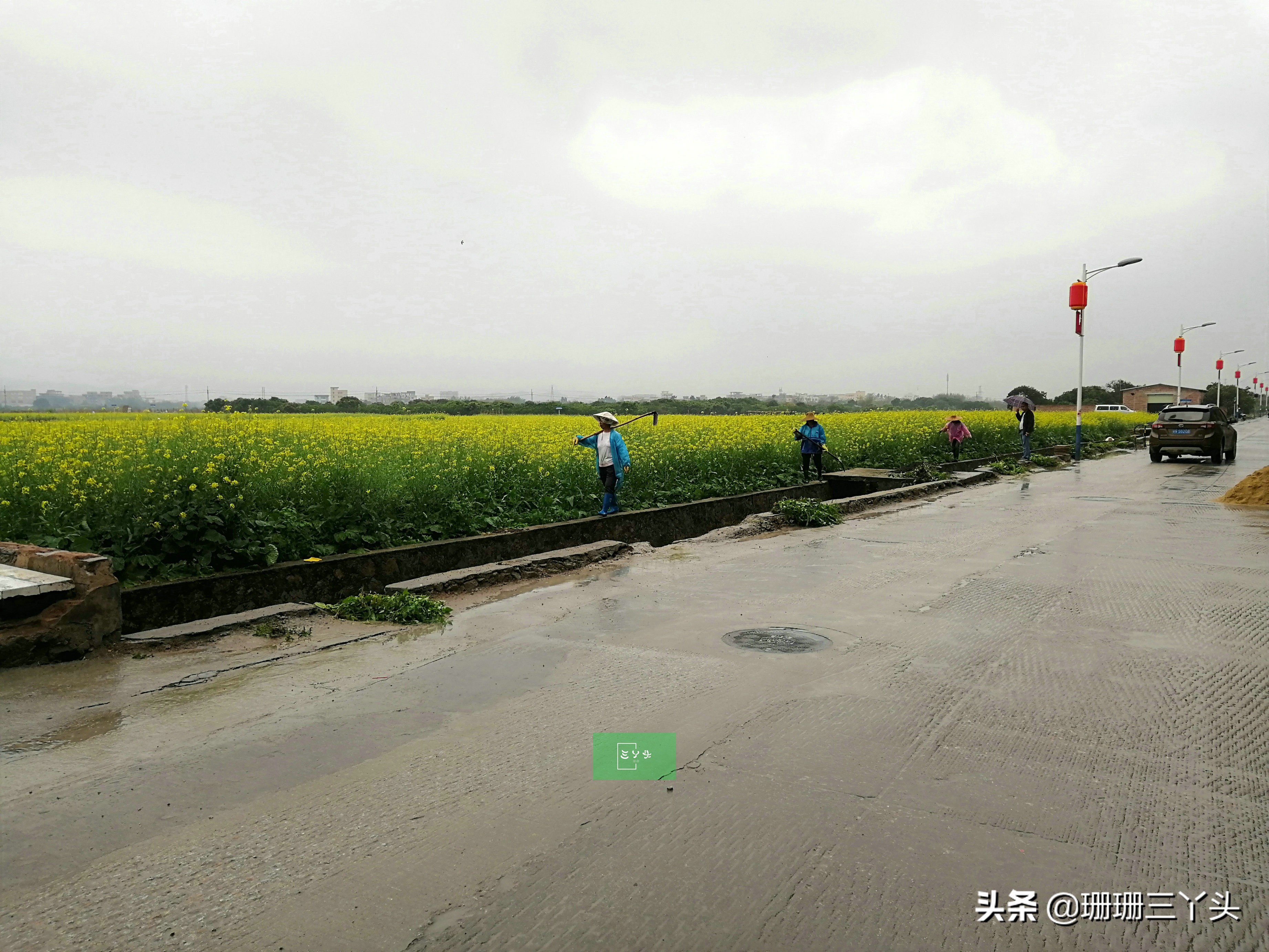 广州春季赏油菜花的地方,广州绝美油菜花海