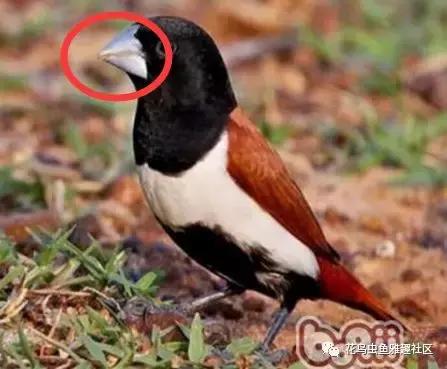 小鸟如何开食,鸟怎么开食算成功