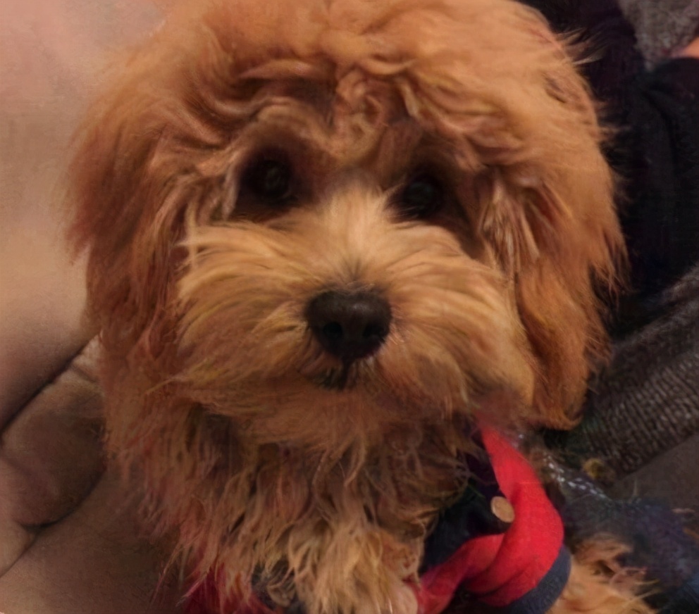 纯种巨型贵宾和二代巨型贵宾,灰贵宾和白贵宾串串