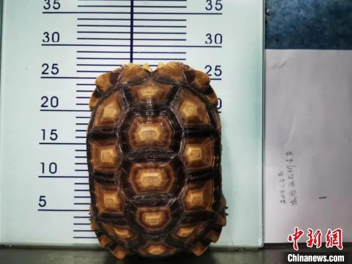 辐射陆龟种龟,陆龟苏卡达辐射