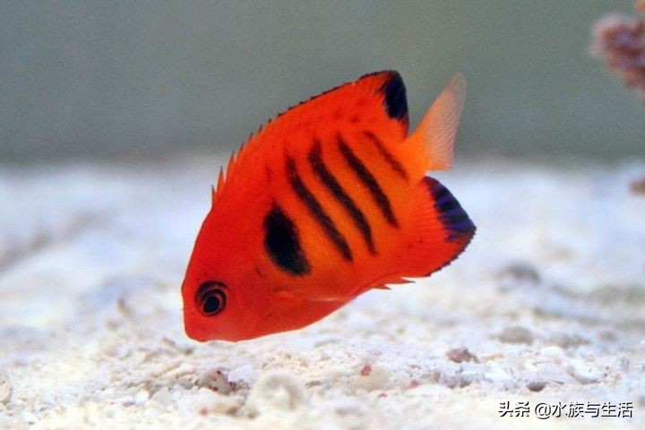 深海最萌的鱼有多萌,最萌最小海水观赏鱼